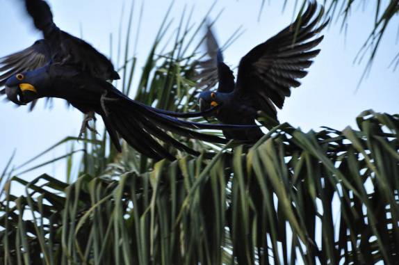 Voo de araras azuis no hotel em Porto Jofre, no final da rodovia Transpantaneira, no Pantanal Norte, no Mato Grosso